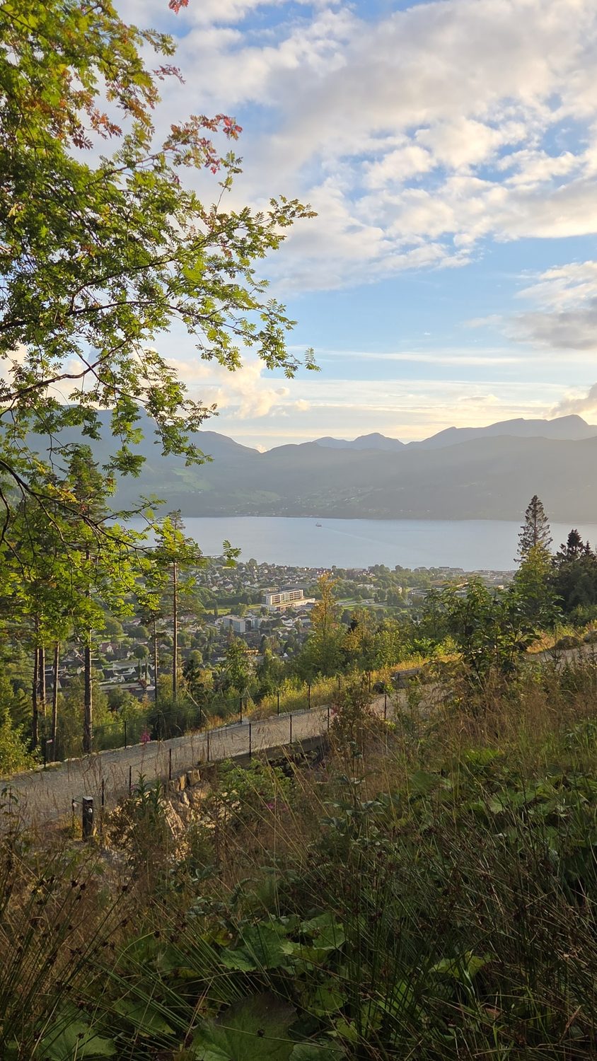 Utsikt fra løypa ned mot Volda sentrum og Voldsfjorden i kveldssol.